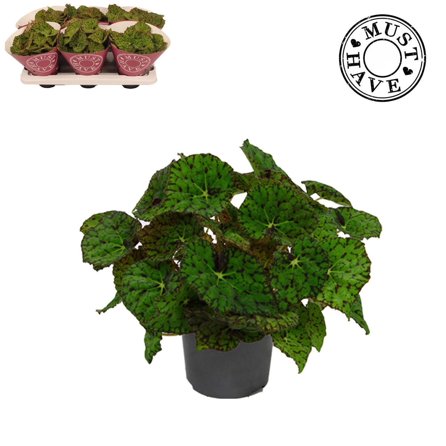 Begonia Lime Fever 25cm 13cm Pot
