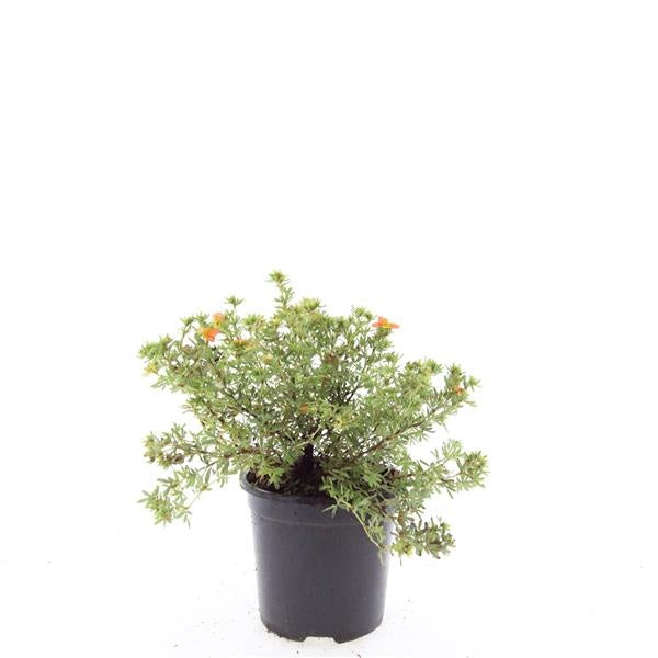 Boer, W.T.M. de Potentilla frut. Red Ace Pack of 8