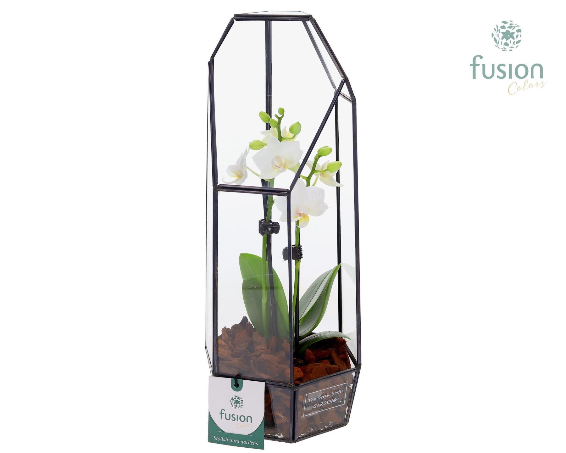 Metalen Lantaarn met Phalaenopsis 35cm 12cm Pot
