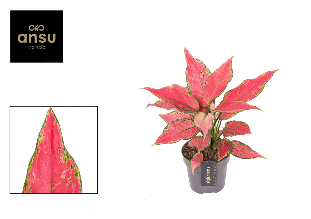 Aglaonema Cherry Baby 30cm 12cm Pot