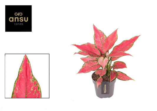 Ansu Aglaonema Cherry Baby Pack of 6