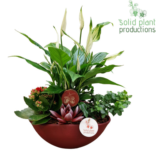 SE005 Evelyn Red Echeveria 35cm 22cm Pot