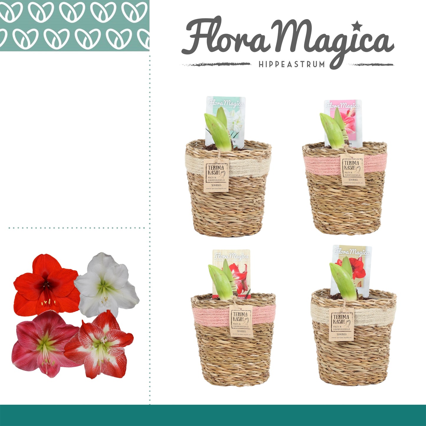 Hippeastrum 20cm 12cm Pot