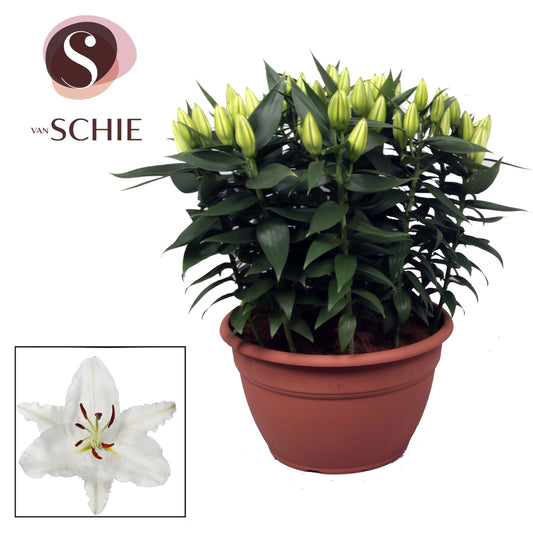 Lilium Oxygen 60cm 35cm Pot