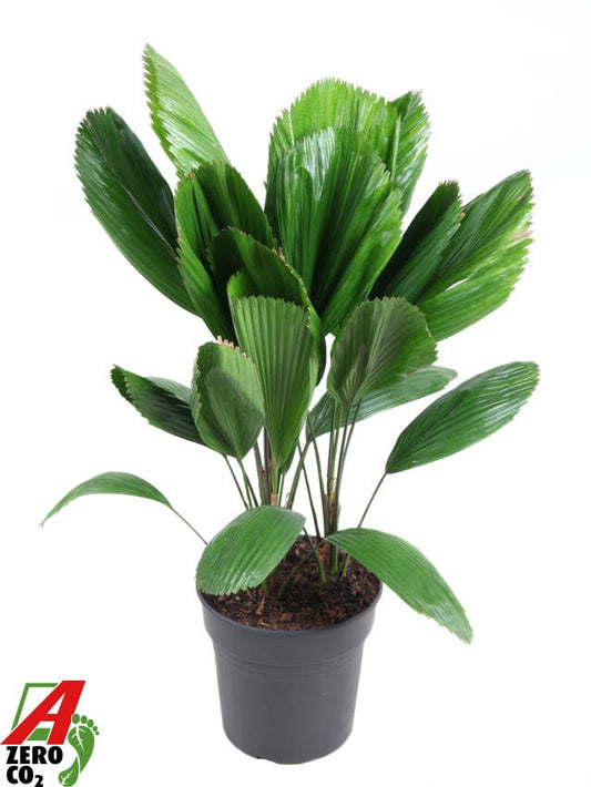 Licuala grandis 100cm 24cm Pot