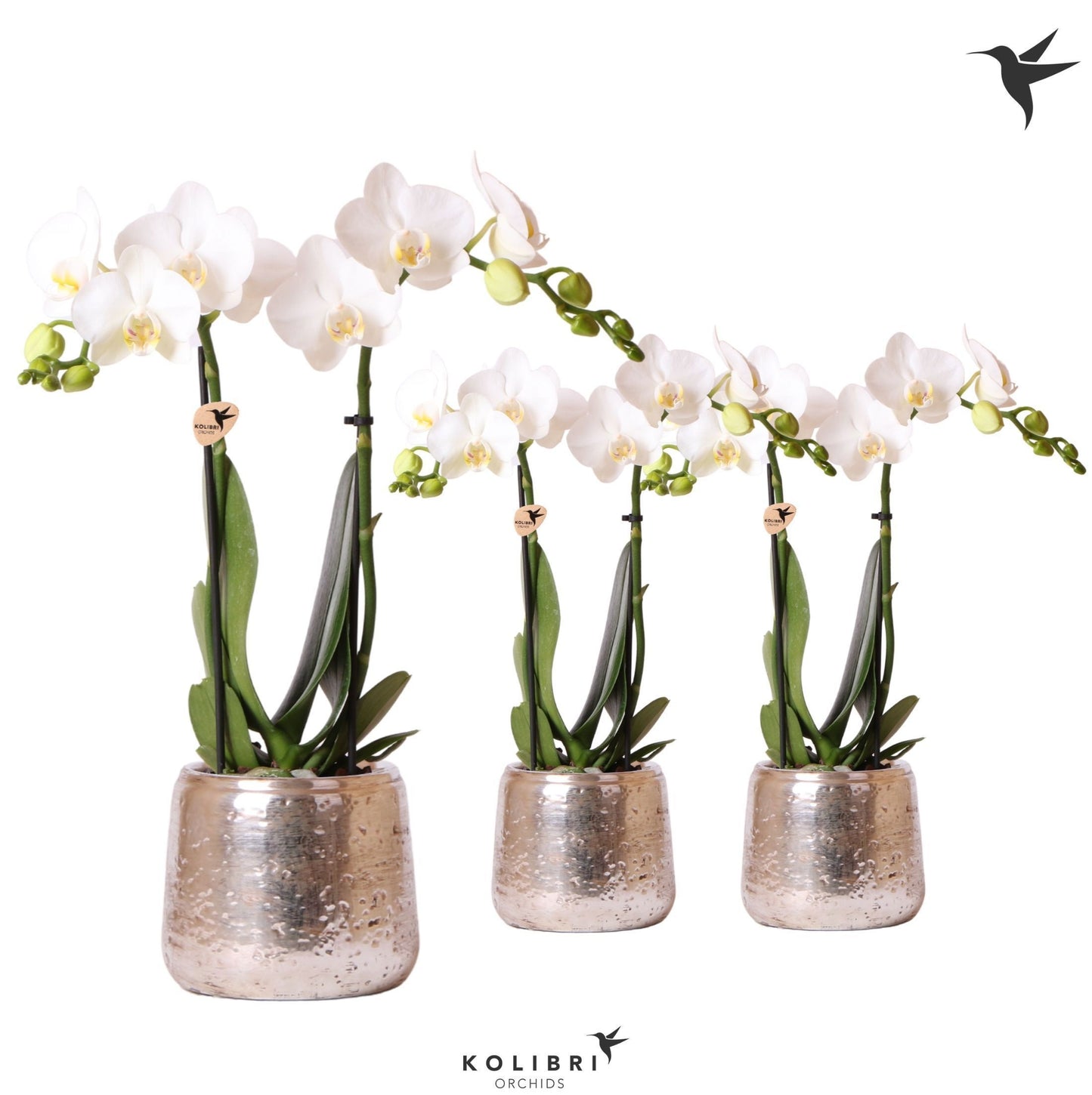 Phalaenopsis multiflora white 40cm 9cm Pot
