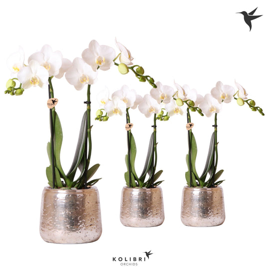 Phalaenopsis multiflora white 40cm 9cm Pot