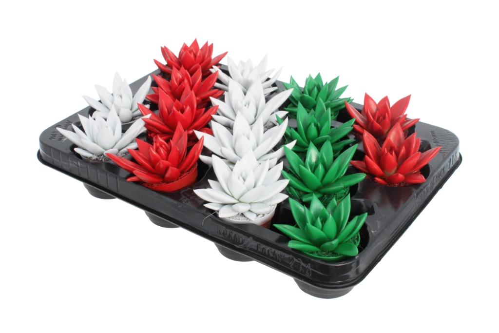 Echeveria colored red 8cm 6cm Pot