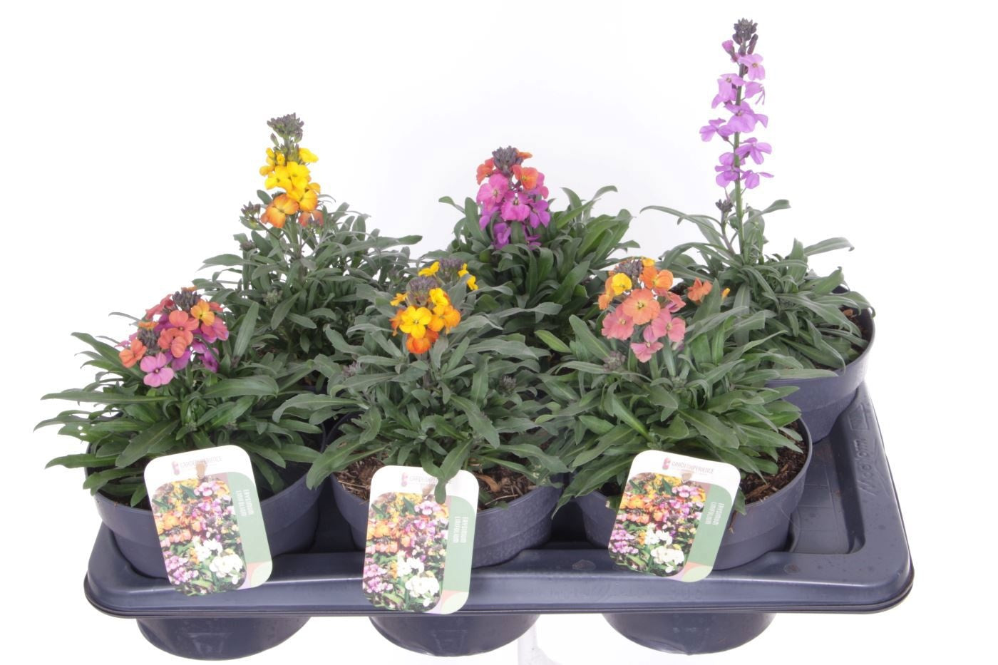Erysimum linifolium mix 35cm 17cm Pot