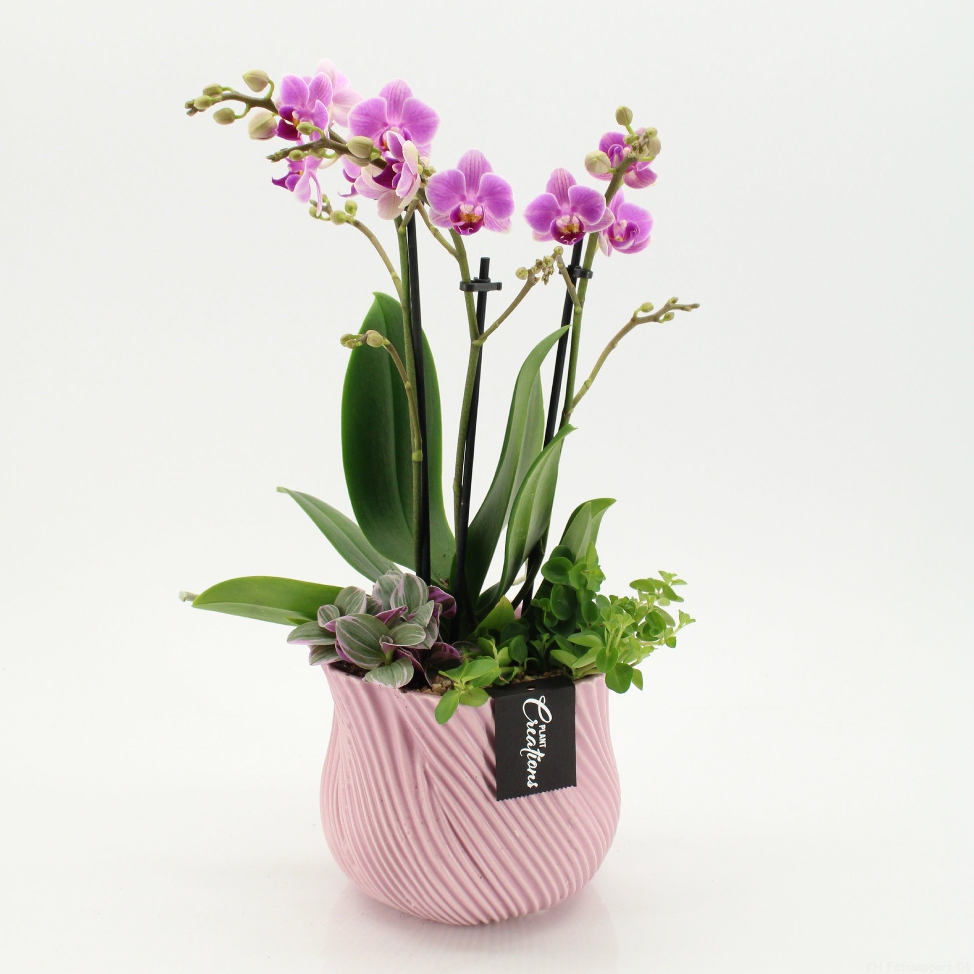 Phalaenopsis arrangement 45cm 15cm Pot