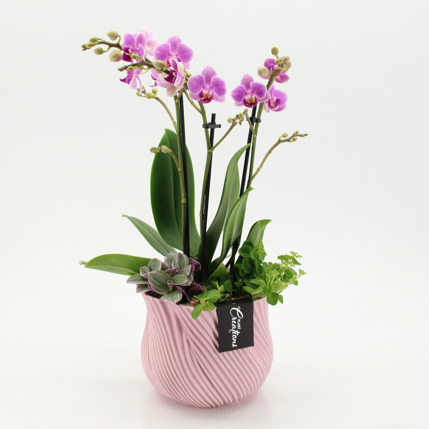 PHAL-2647RZ Phalaenopsis creatie 45cm 15cm Pot