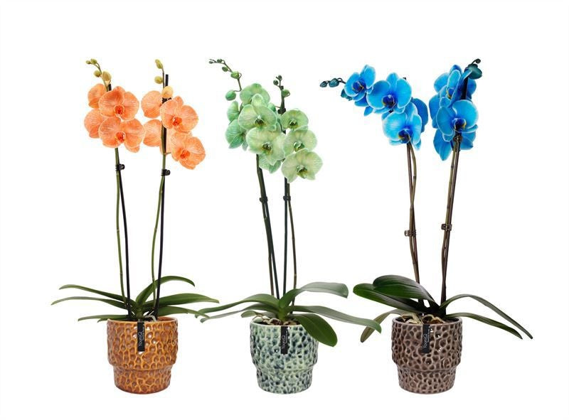 Phalaenopsis Hybrid 55cm 12cm Pot