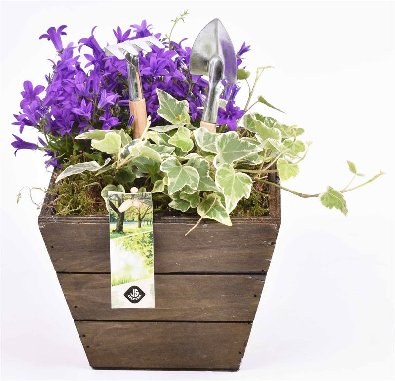 Campanula in terracotta pot 18cm Pot