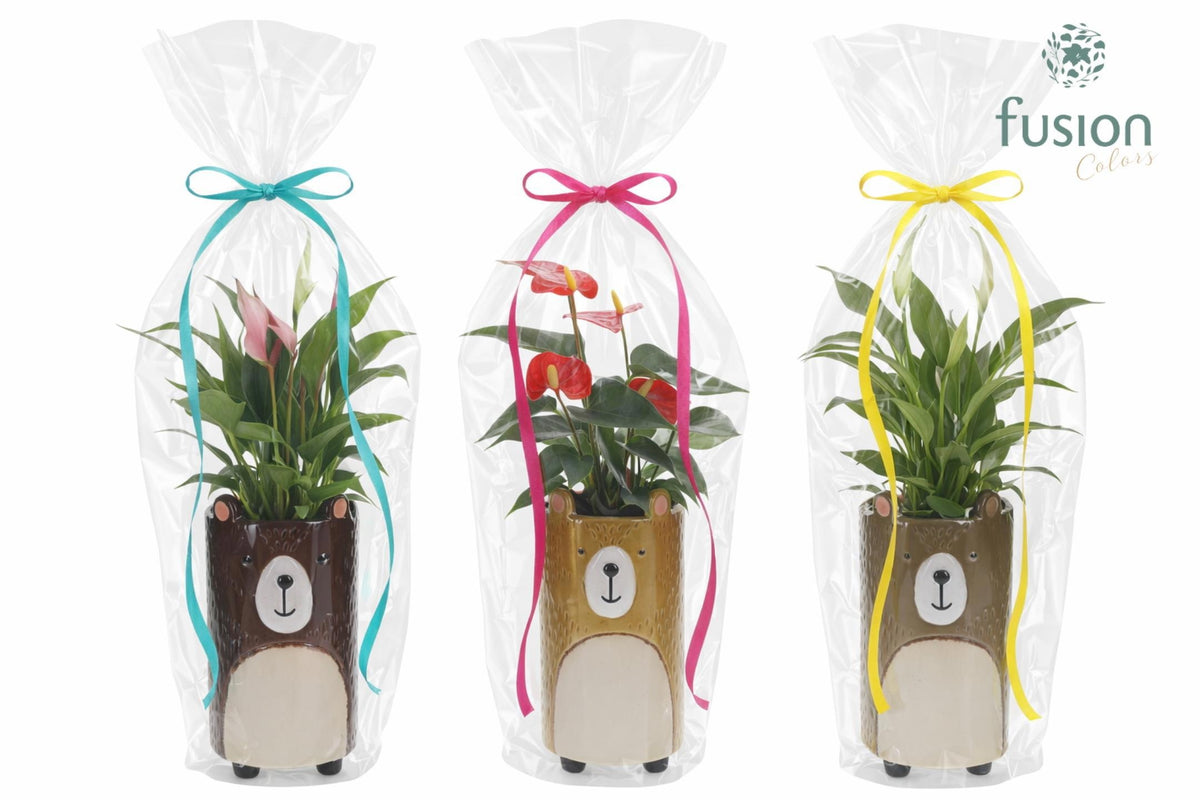 Keramiek Dieren Beren met Anthurium in klaphoes 43cm 9cm Pot