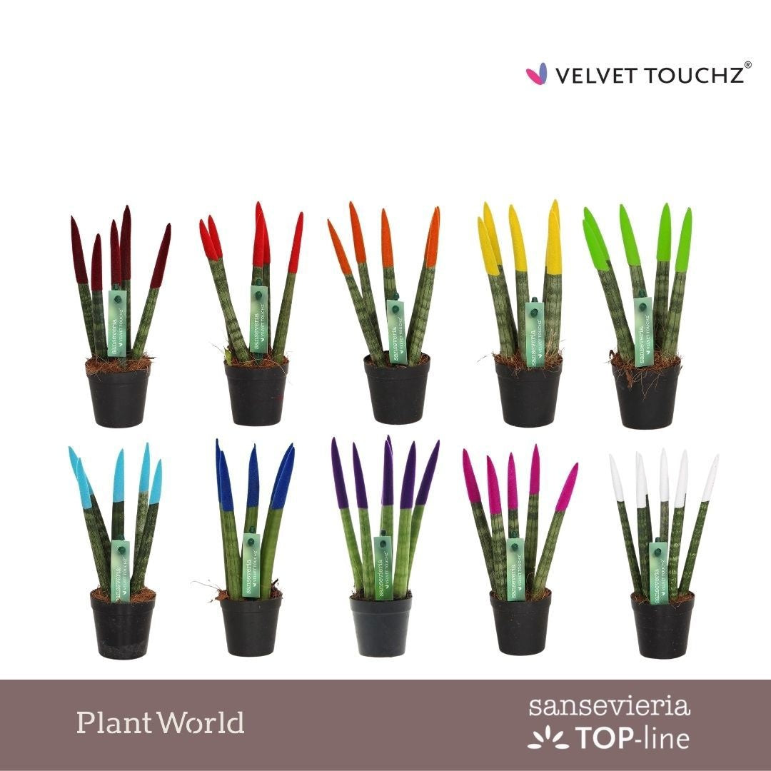 Sansevieria VELVET TOUCHZ 18cm 6cm Pot