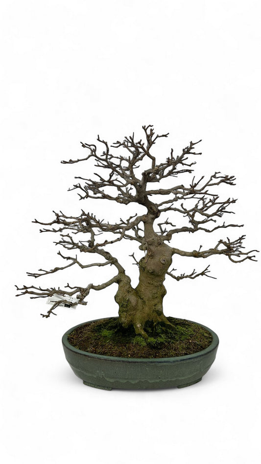 Acer buergerianum 65cm 46cm Pot