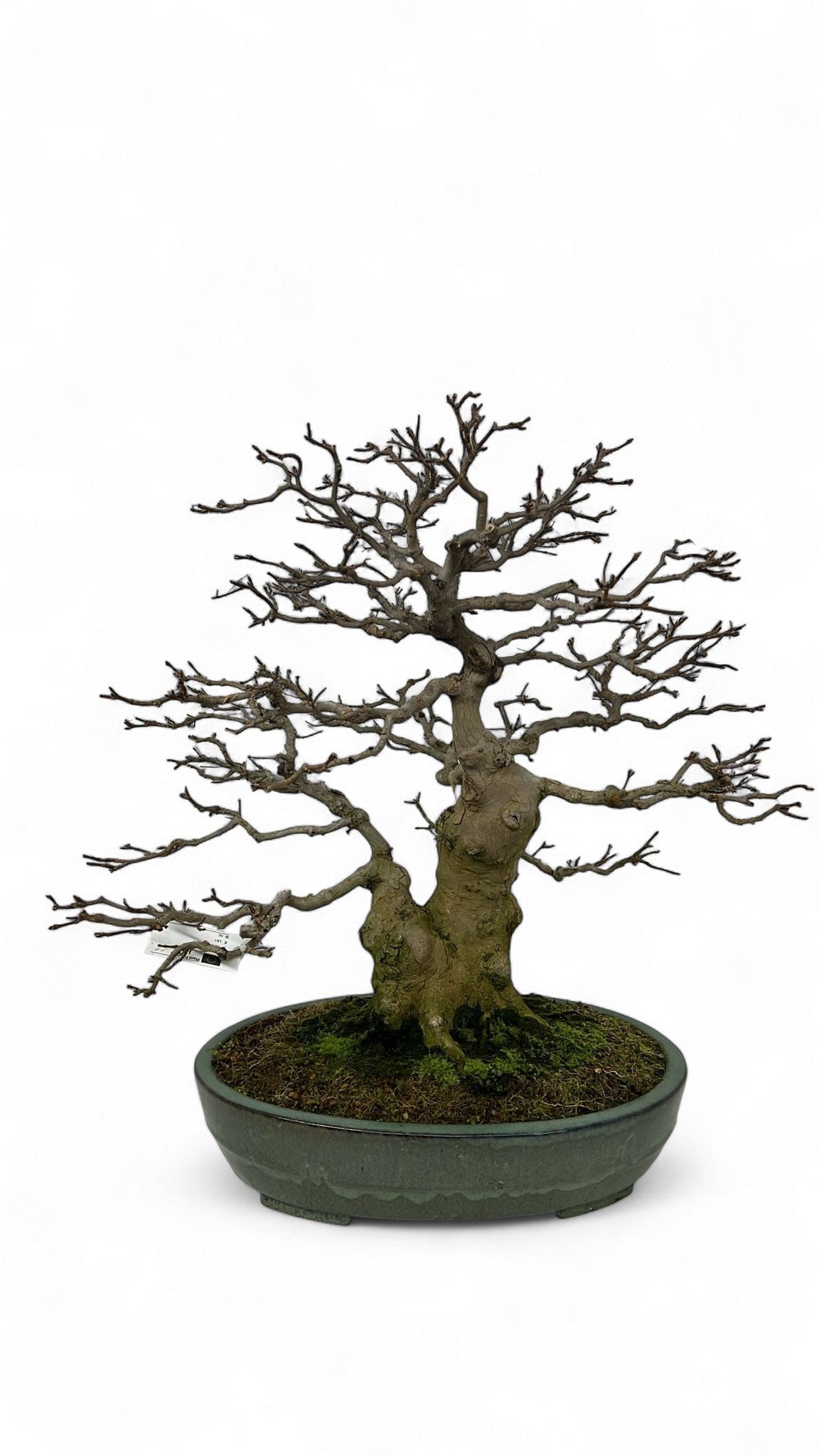 Lodder Bonsai BV Acer buergerianum Pack of 1