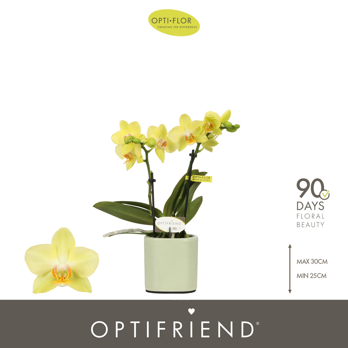 Phalaenopsis yellow 25cm 7cm Pot