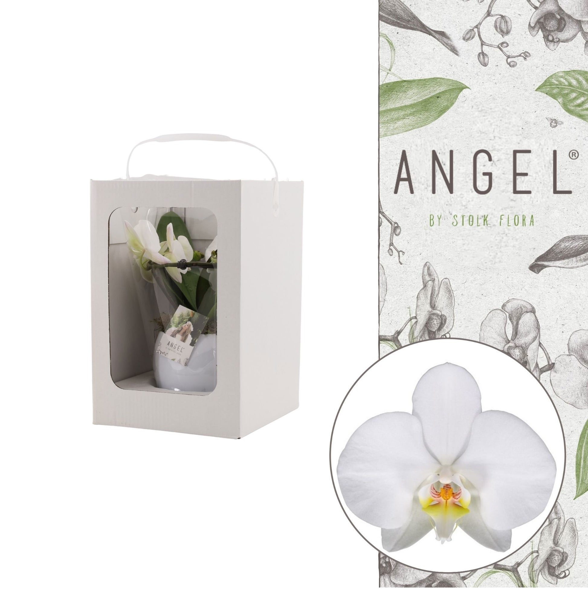 Phalaenopsis showbox white in lisa white pot 25cm 12cm Pot