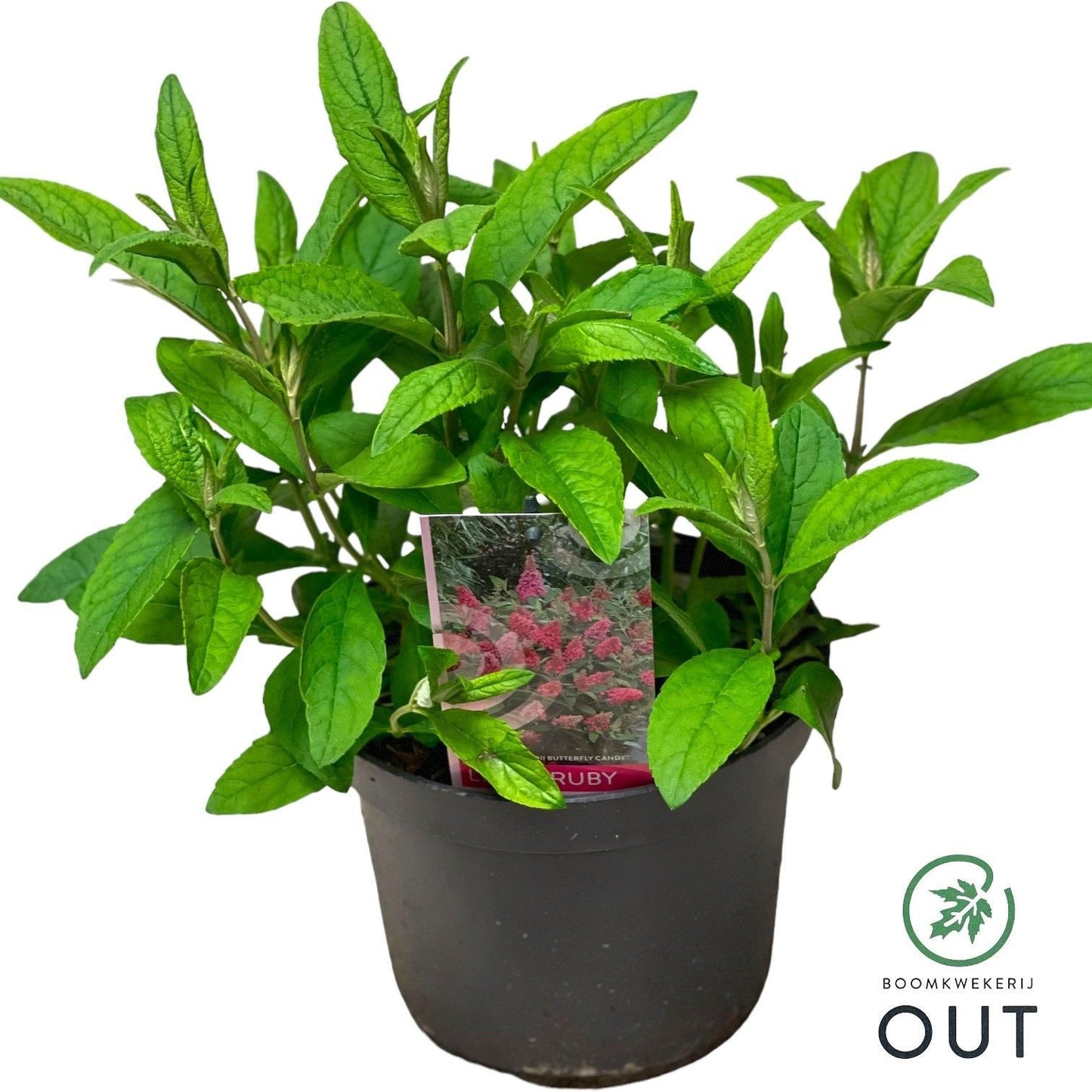 Buddleja Butterfly Candy Little Ruby 50cm 19cm Pot