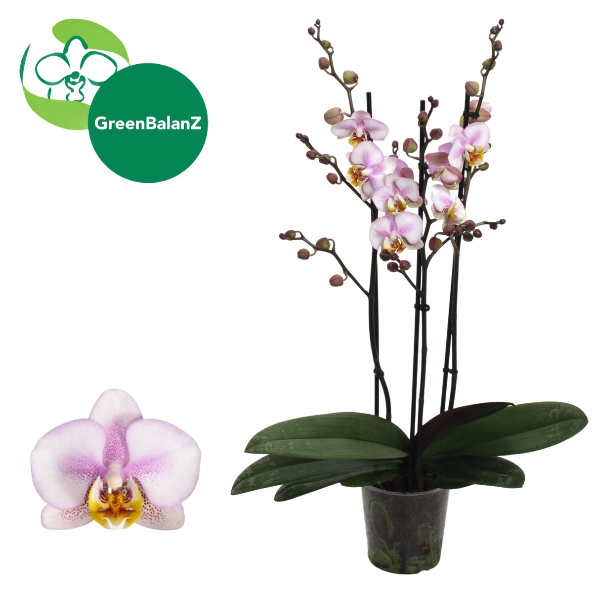 Phalaenopsis Corolla Beach 55cm 12cm Pot