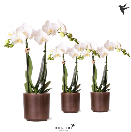 Phalaenopsis multiflora white 40cm 9cm Pot
