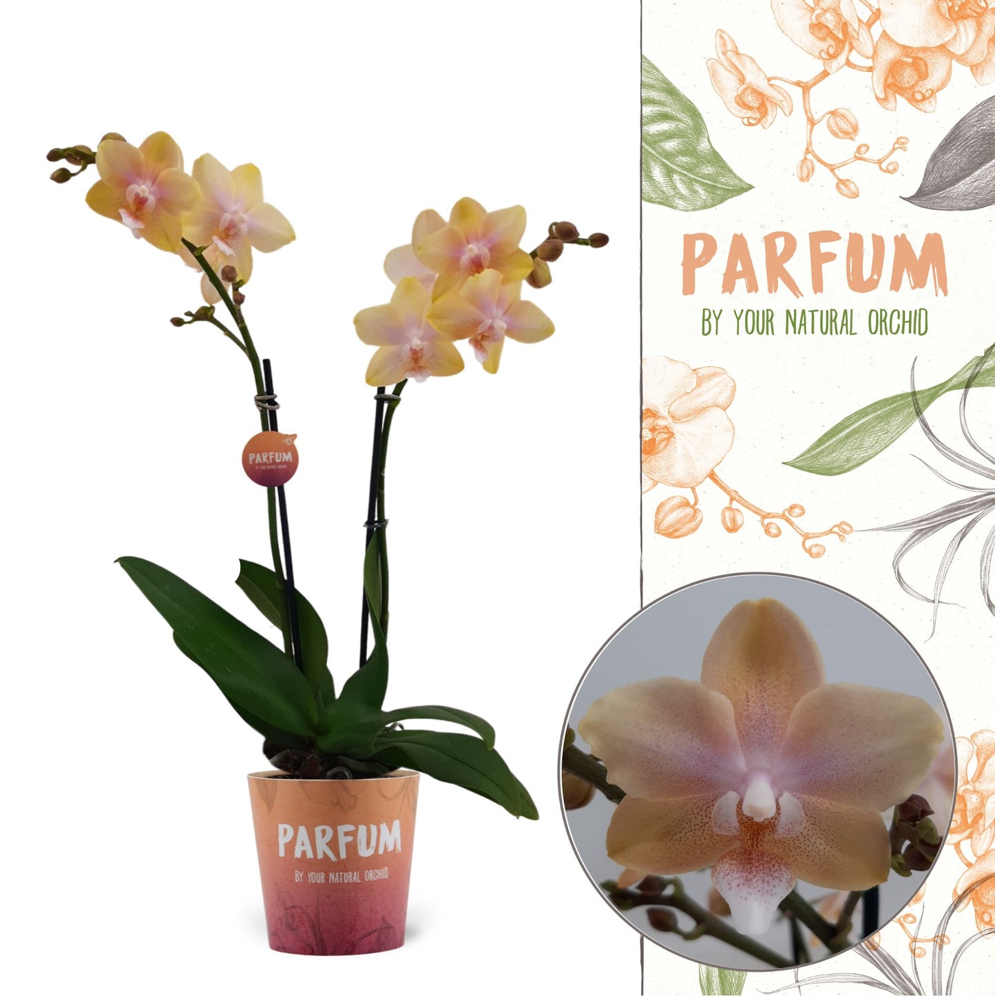 Phalaenopsis mf. Bolgheri Lemon 50cm 12cm Pot