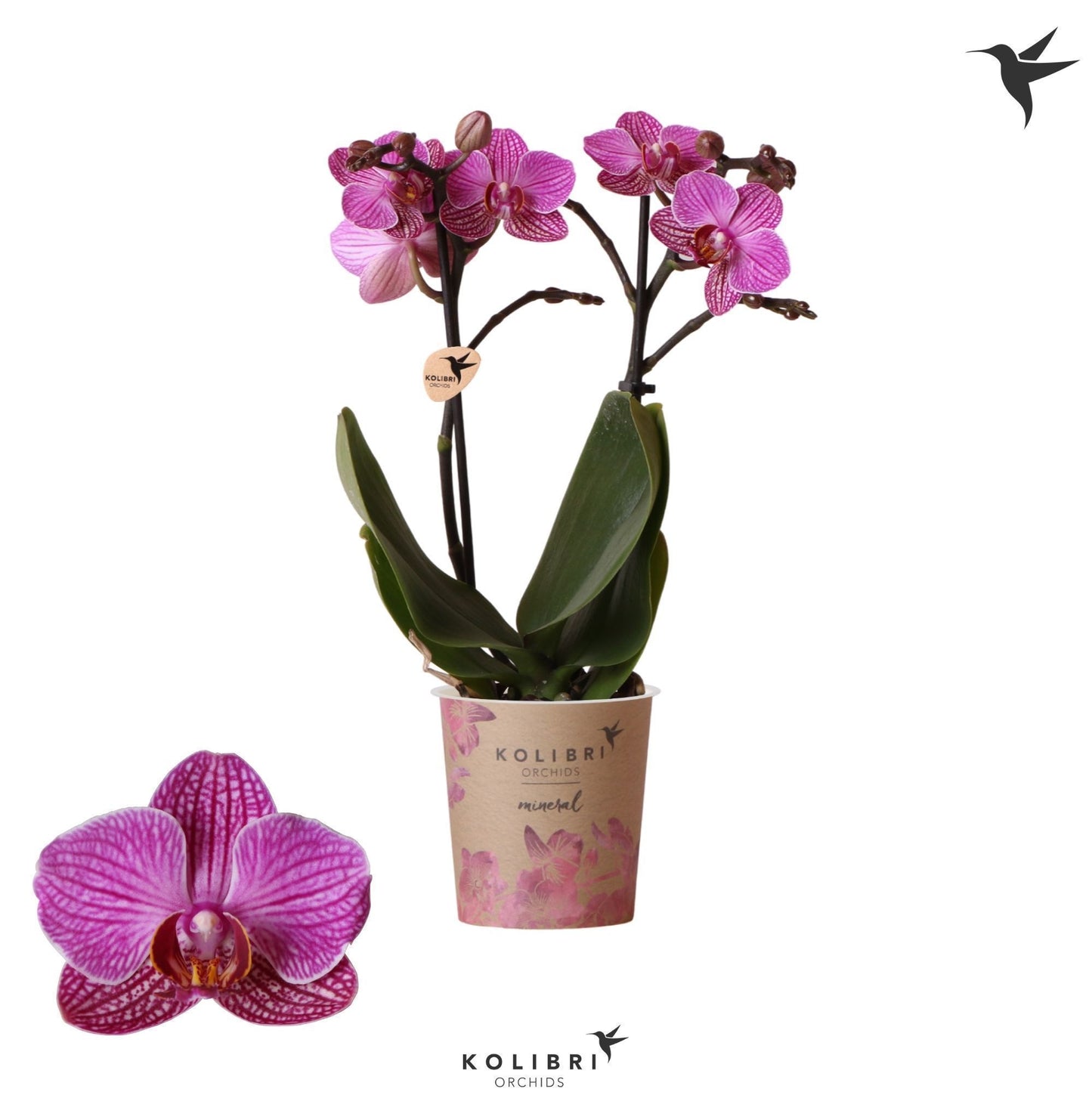 Phalaenopsis mf. Perceval 40cm 9cm Pot