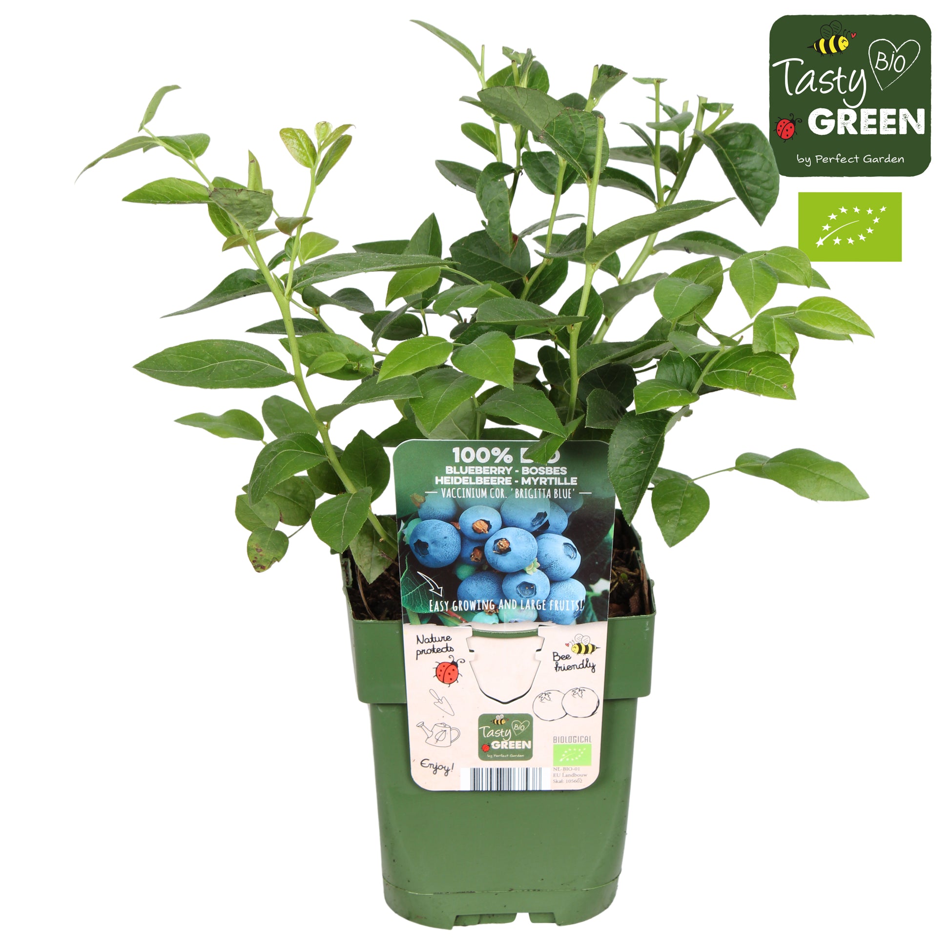 Vaccinium corymbosum ("Blueberry") 30cm 13cm Pot