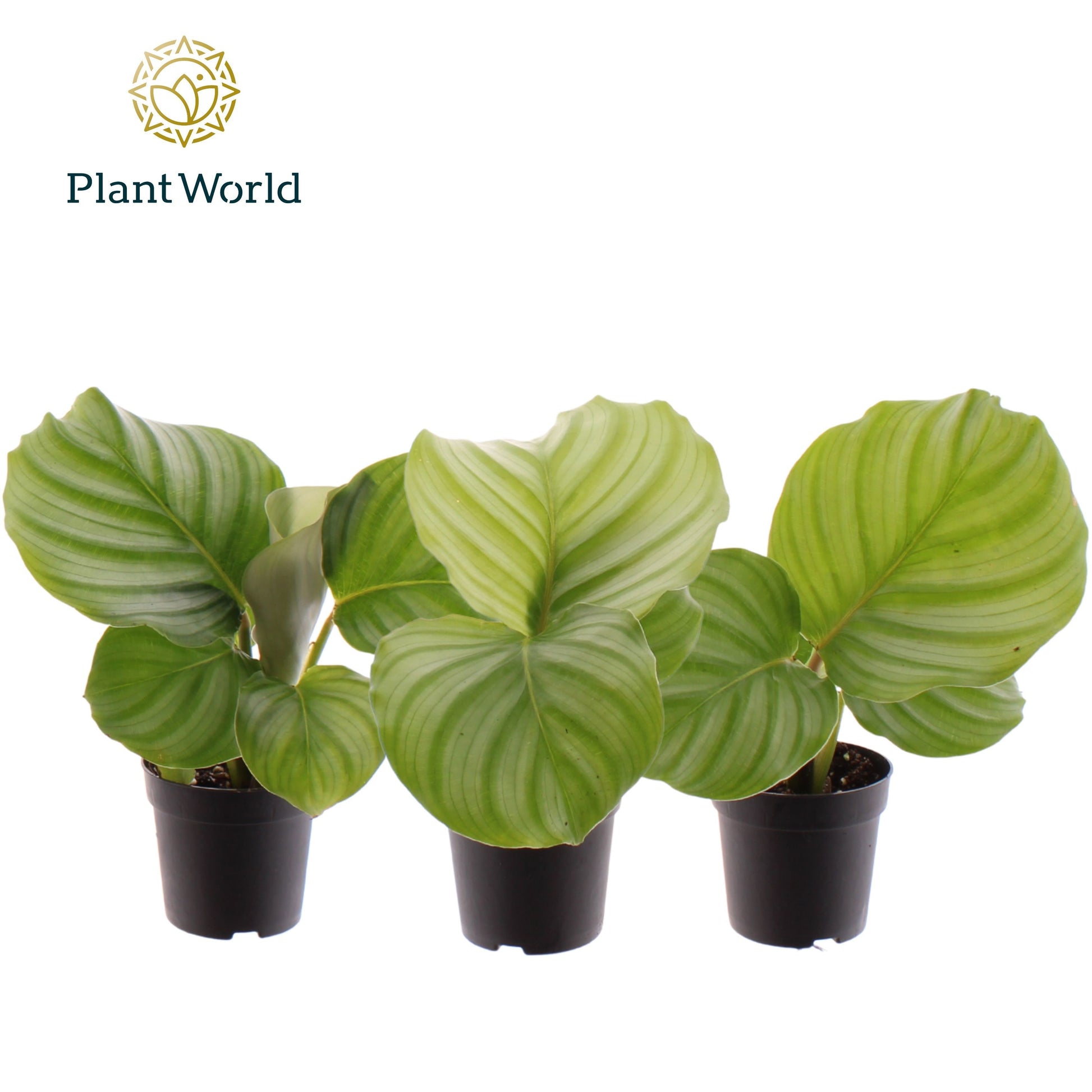Calathea Orbifolia 20cm 7cm Pot