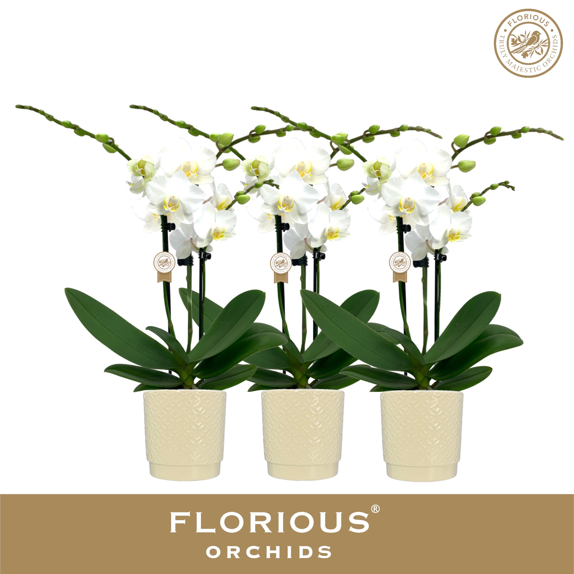 Phalaenopsis white 40cm 9cm Pot