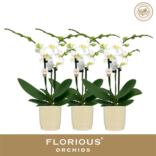 Phalaenopsis white 40cm 9cm Pot