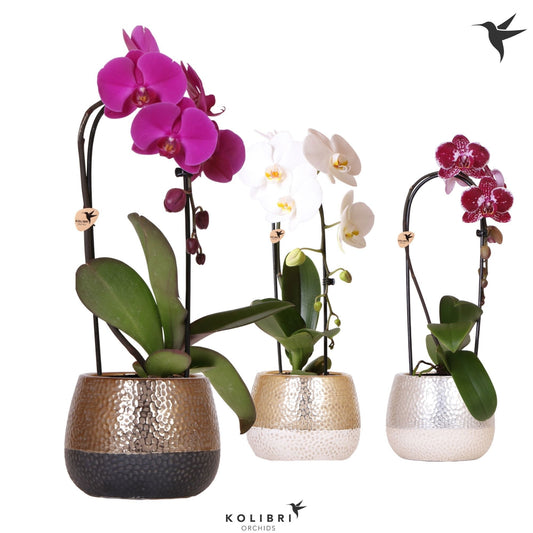 Phalaenopsis Elegant cascade 50cm 12cm Pot
