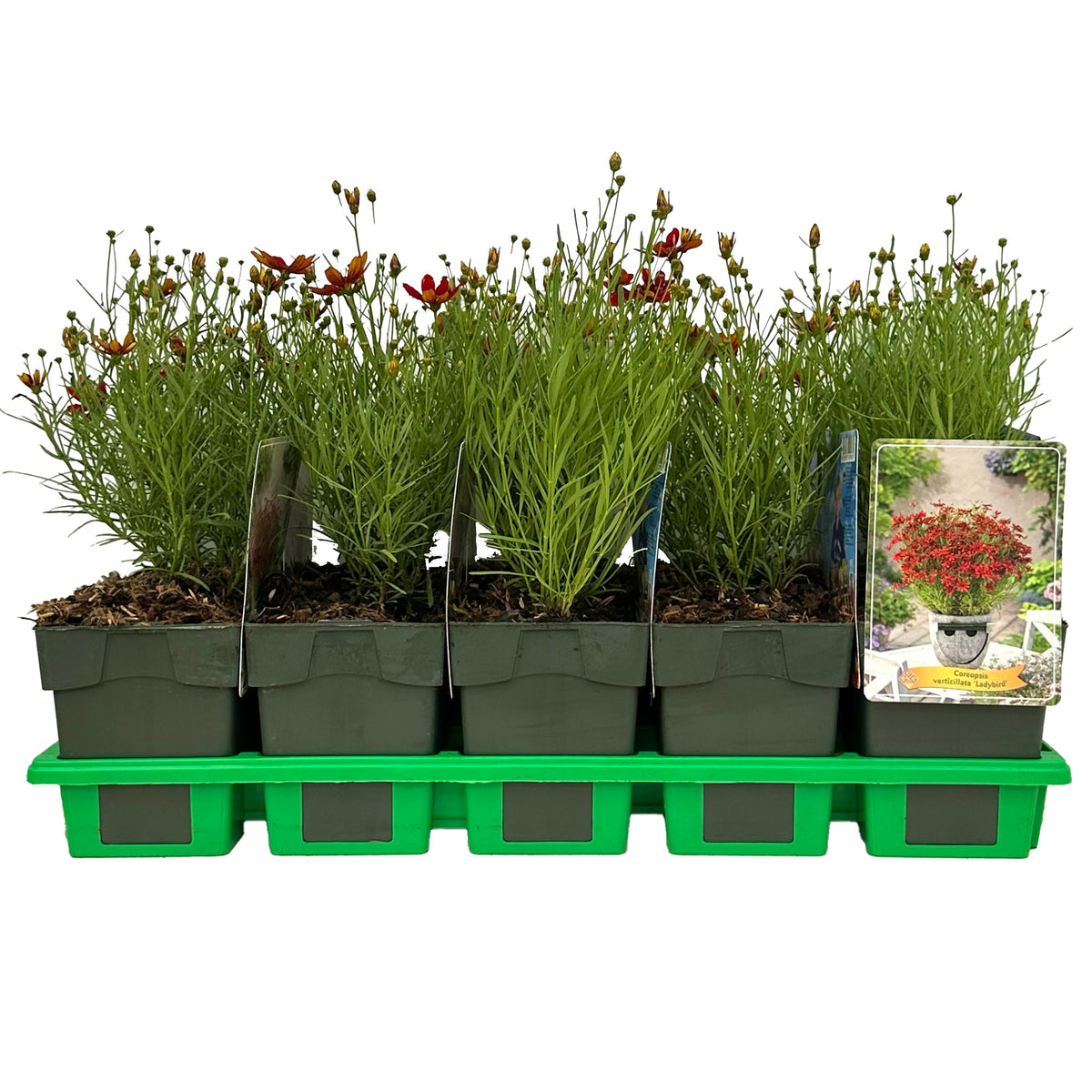 Coreopsis verticillata 25cm 11cm Pot