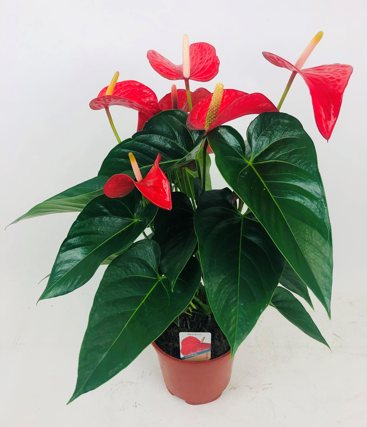 Anthogether Evanty Anthurium Red Bull Pack of 6