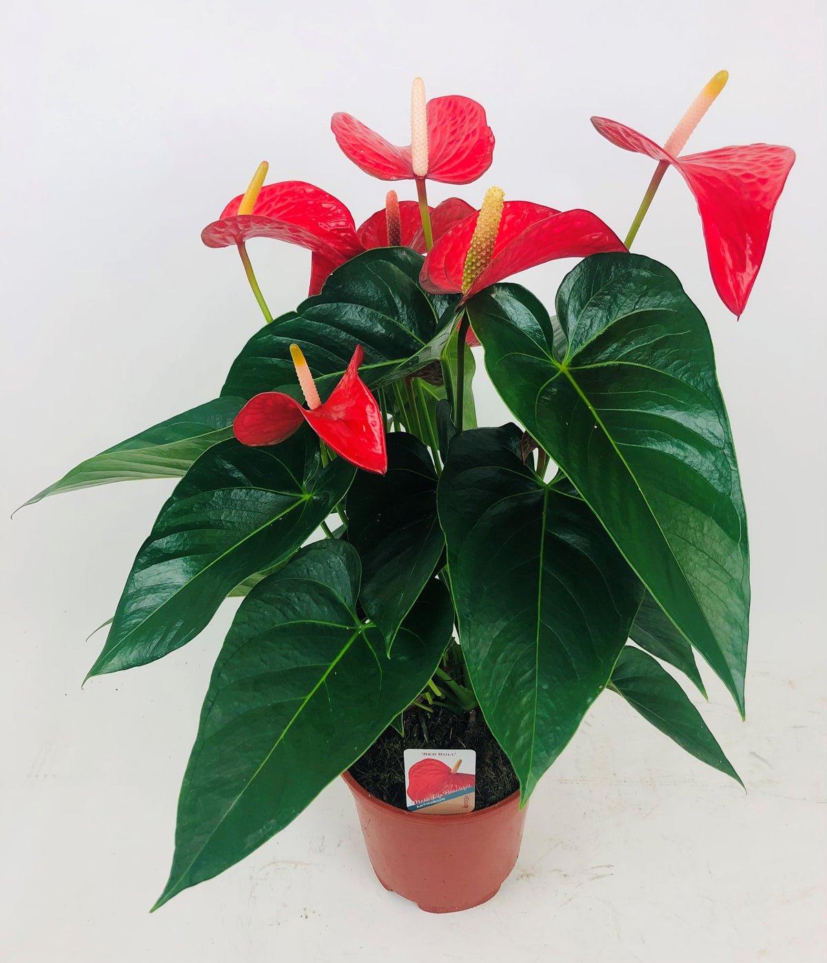 Anthurium Red Bull 55cm 17cm Pot