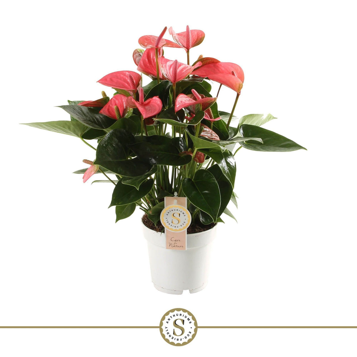 Anthurium Pink Champion 50cm 14cm Pot