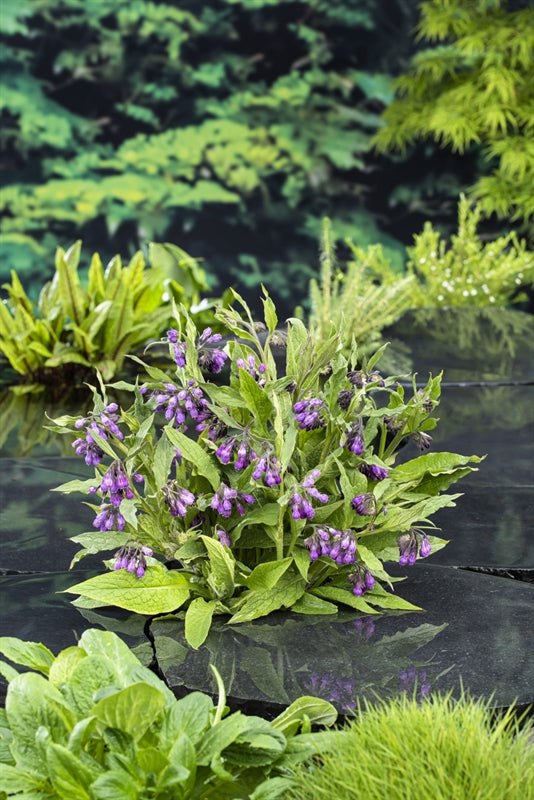 Waterplkw R. Moerings Symphytum officinalis Pack of 6