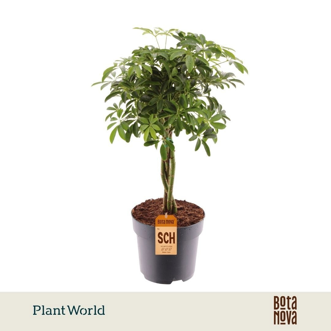 Schefflera Luseana 60cm 17cm Pot