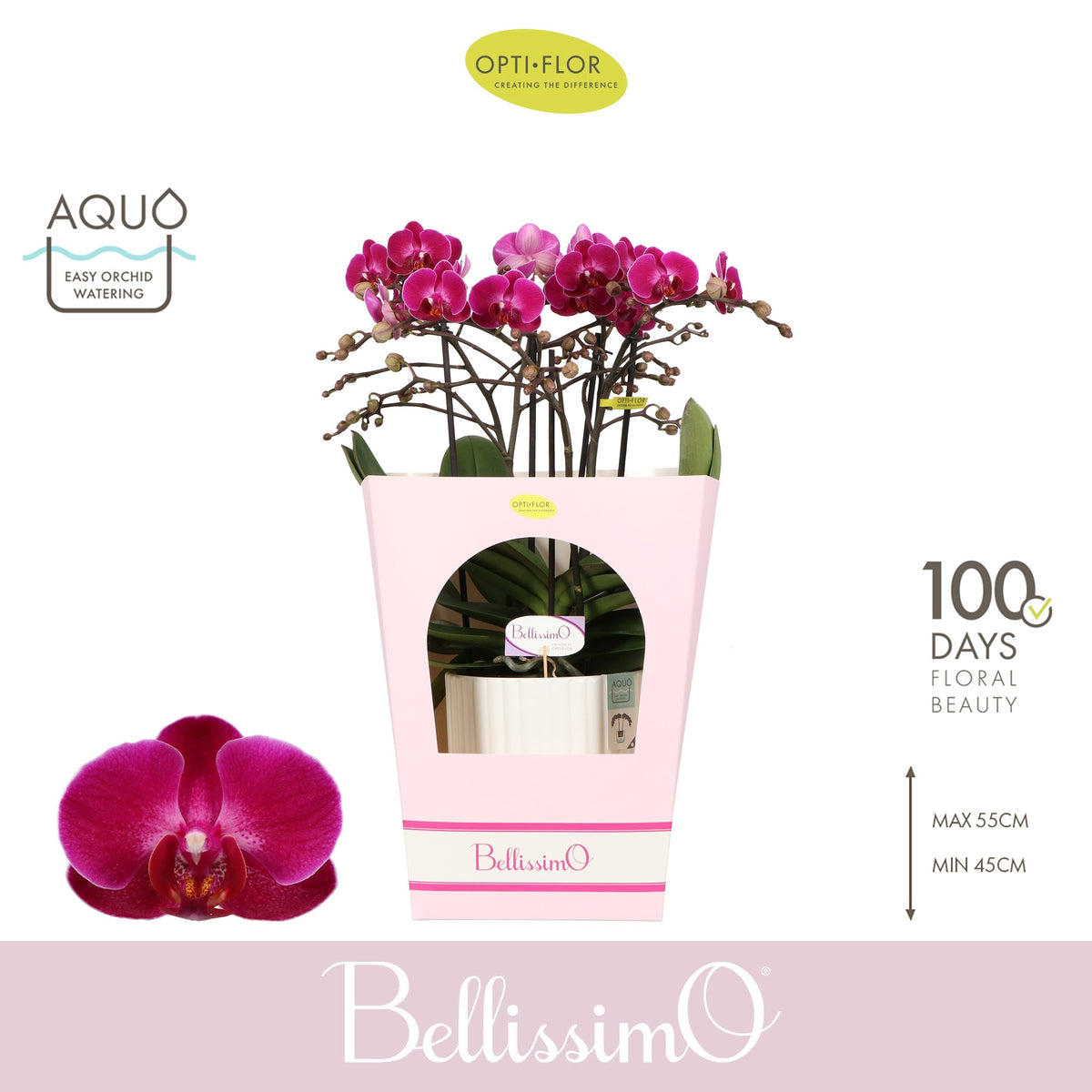 Phalaenopsis Purple 50cm 15cm Pot