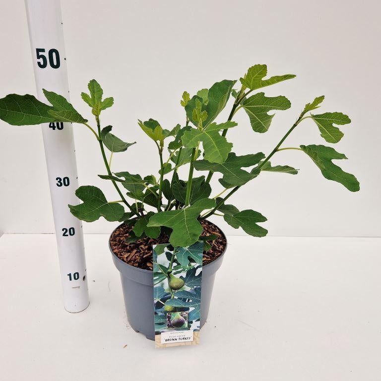 Ficus carica Brown Turkey 45cm 23cm Pot