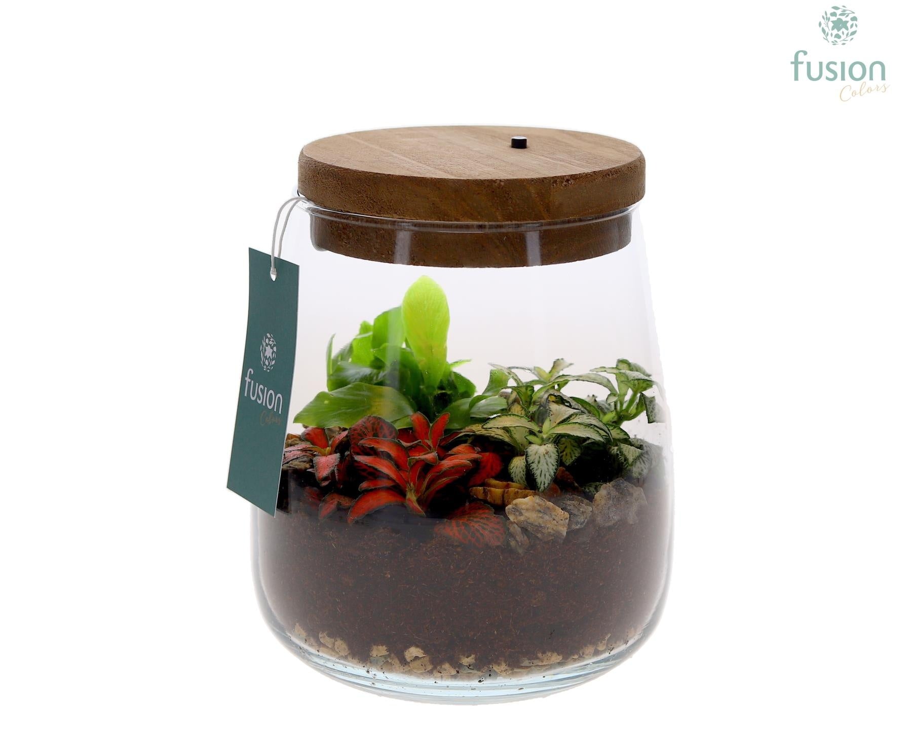 Terrarium Julia met verlichting met arrangement 20cm 14cm Pot