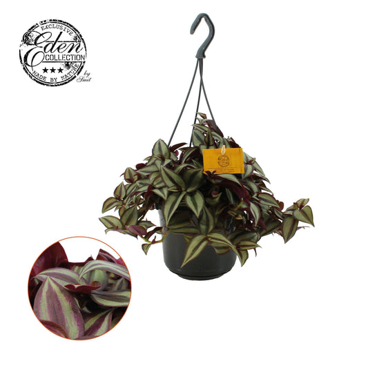 Tradescantia Purpusii 17cm Pot