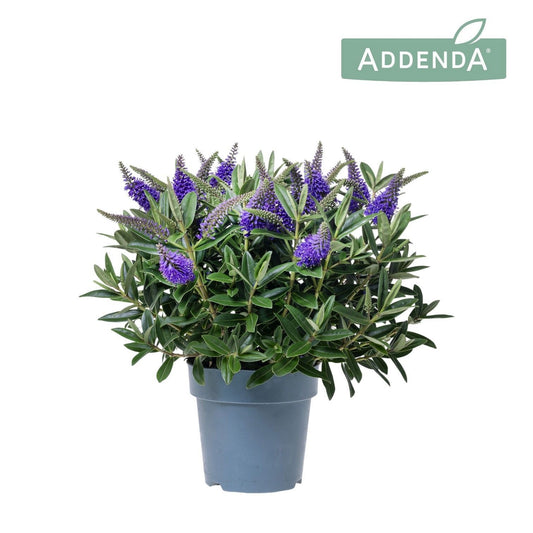 Hebe Hebedonna blue 50cm 17cm Pot