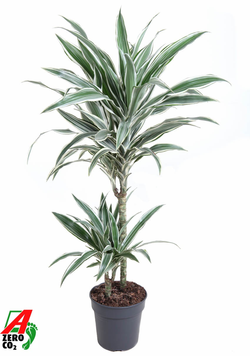 Dracaena fragrans White Stripe 80cm 19cm Pot
