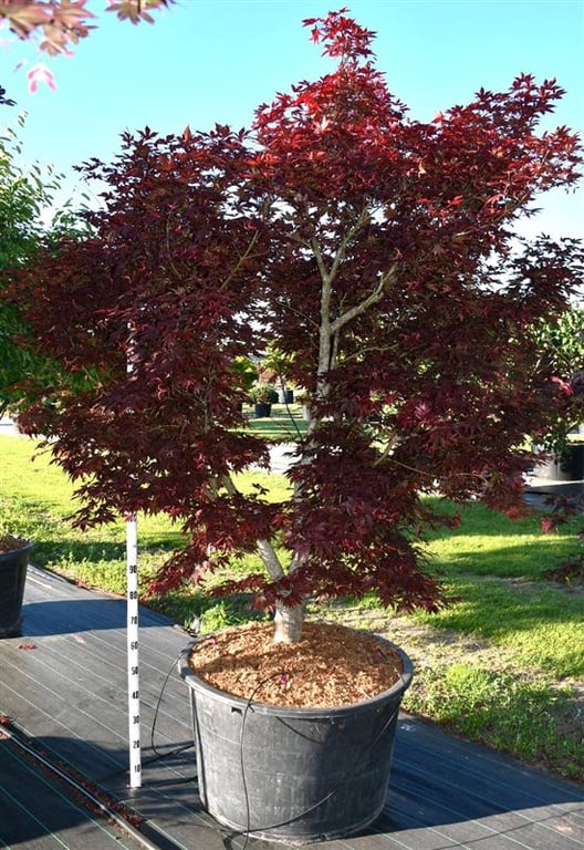 Acer Fireglow 300cm 80cm Pot