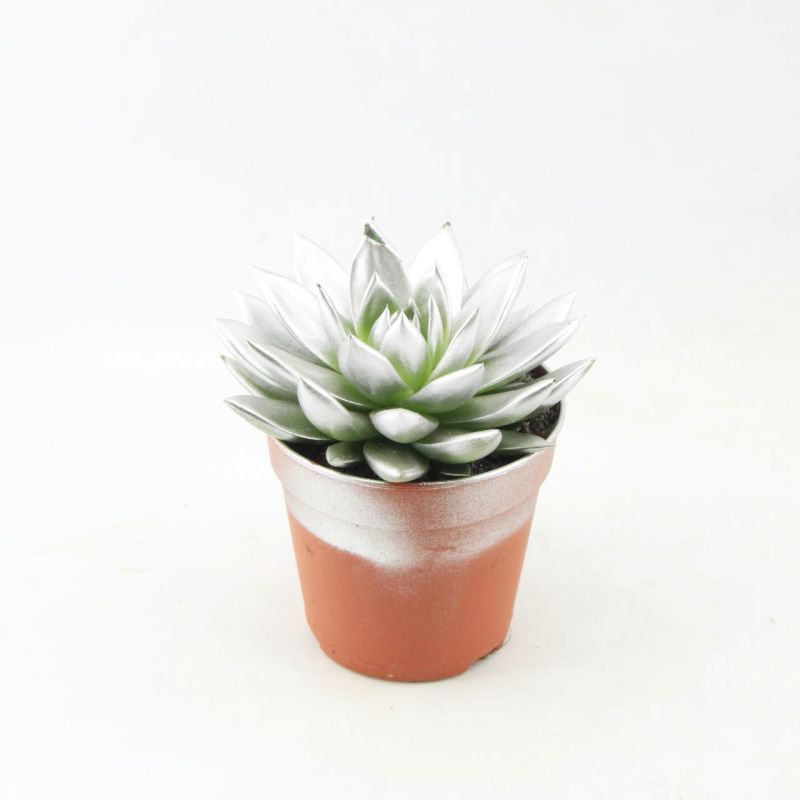 Echeveria colored silver 15cm 12cm Pot