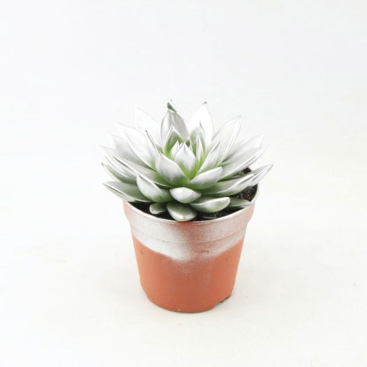 Echeveria colored silver 15cm 12cm Pot