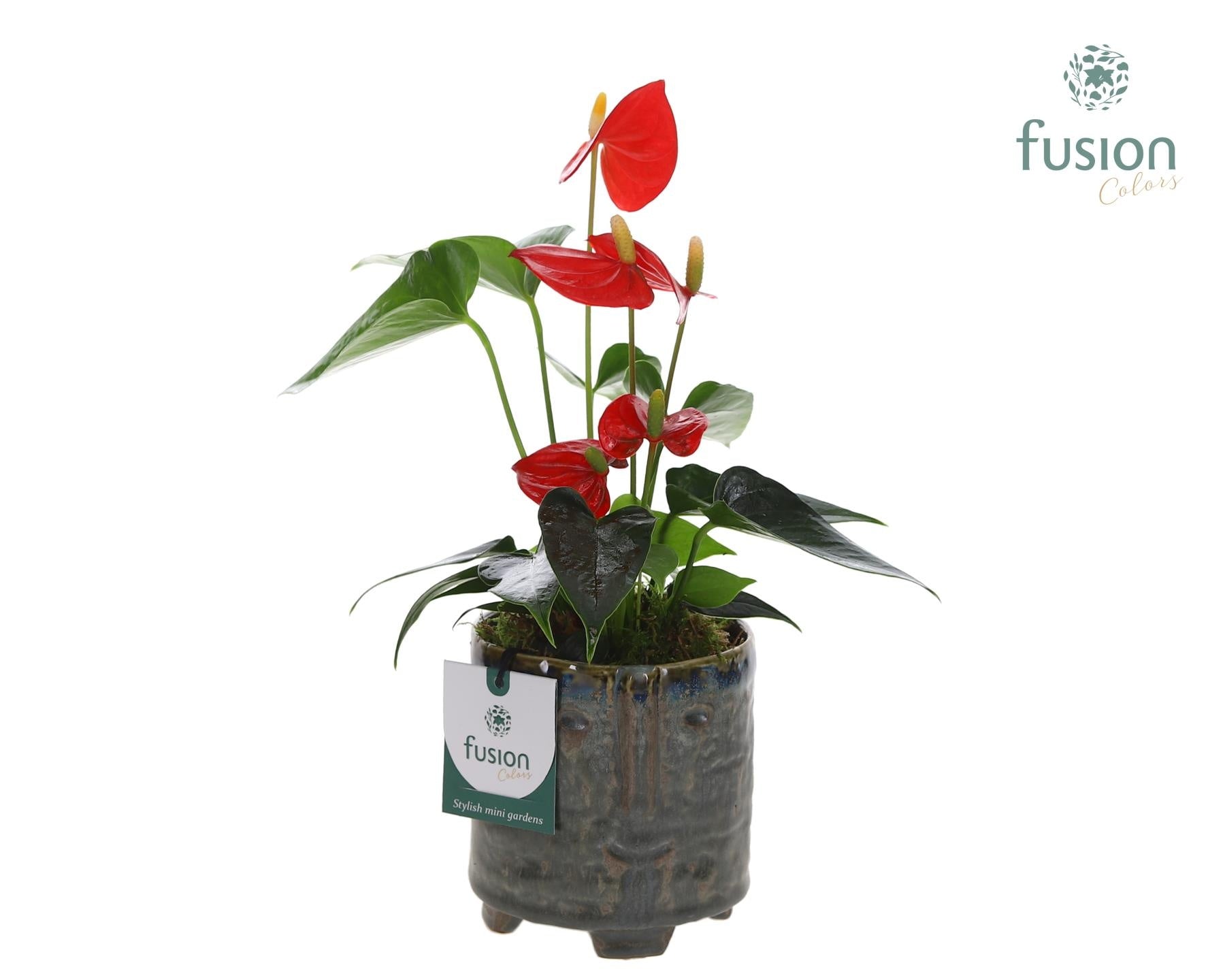 Keramiek facepot op voet met Anthurium 29cm 9cm Pot