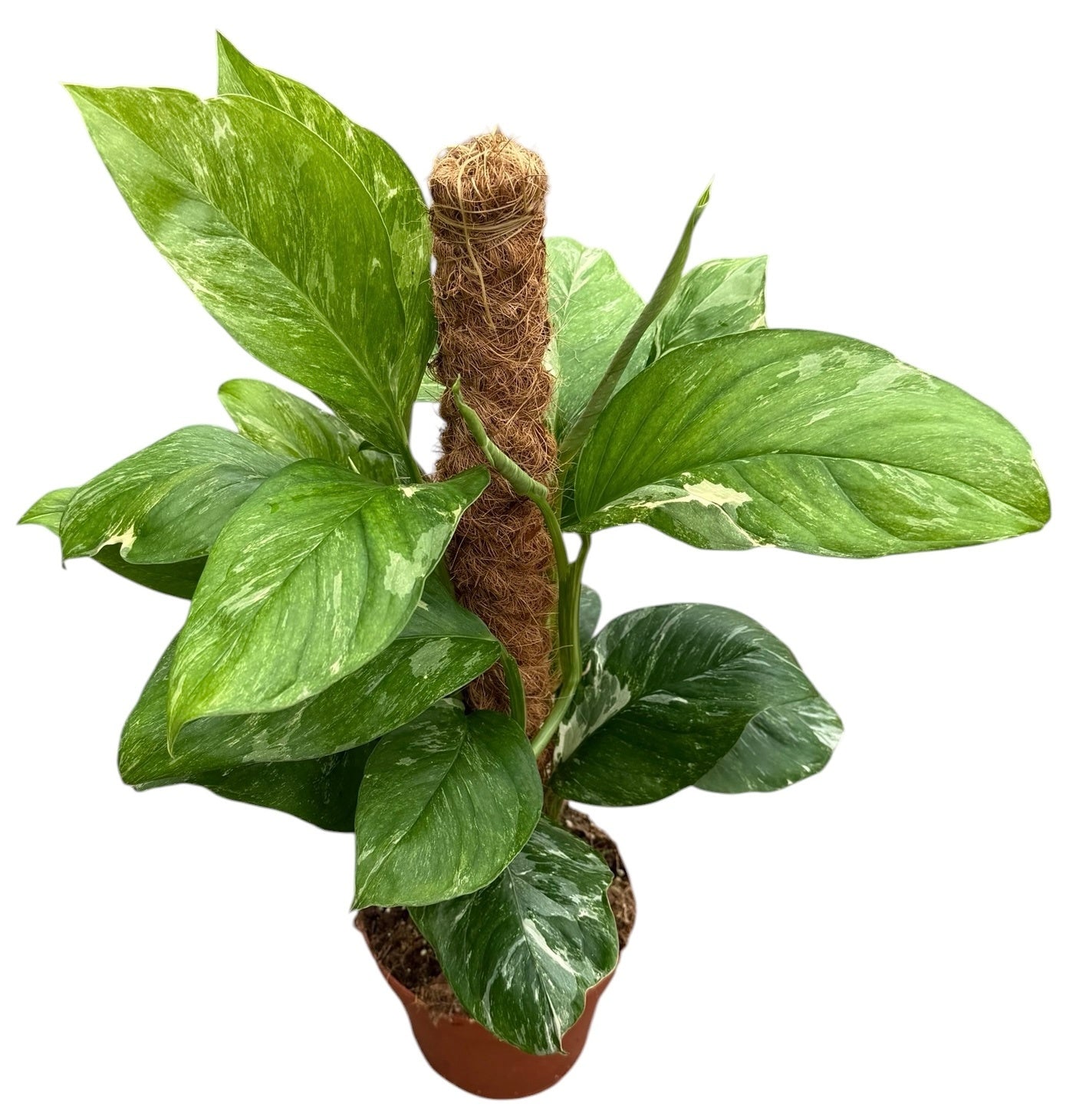 Monstera Variegated 50cm 17cm Pot